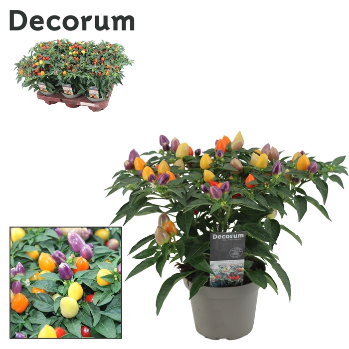 <h4>Capsicum Autumn Daylight P13 Decorum</h4>