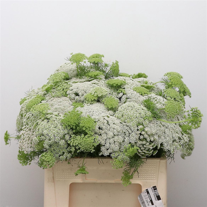 <h4>Ammi Visnaga</h4>