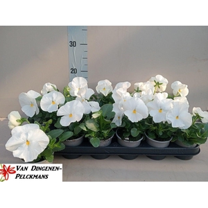 VIO WI DP CLEAR WHIT