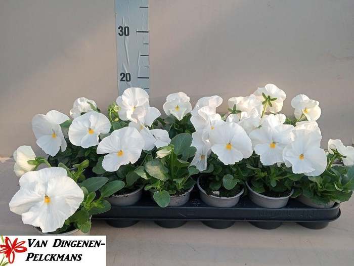 <h4>VIO WI DP CLEAR WHIT</h4>