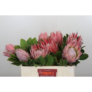 Protea Cynaroides