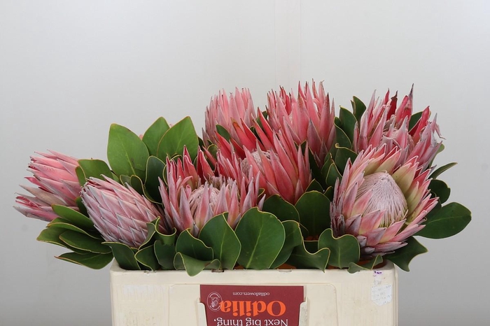Protea Cynaroides