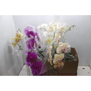 PHALAENOPSIS CASCATA P15 MIN 8 FLS