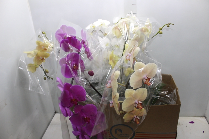 <h4>PHALAENOPSIS CASCATA P15 MIN 8 FLS</h4>