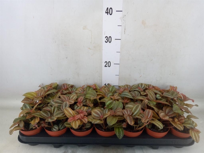 <h4>Pilea  'Norfolk'</h4>