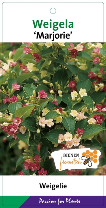 Weigela overig