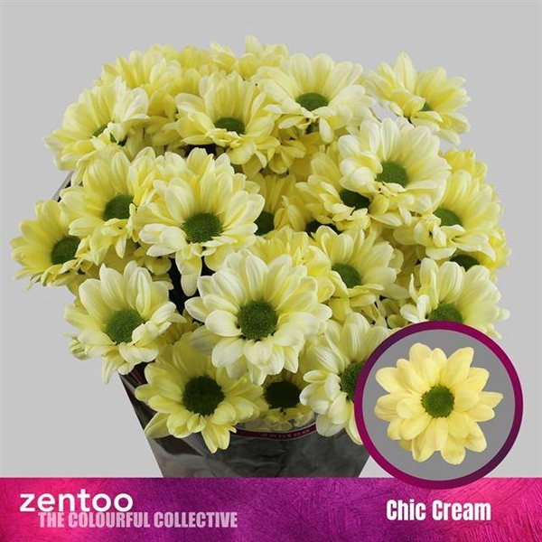 <h4>CHR T CHIC CREAM</h4>