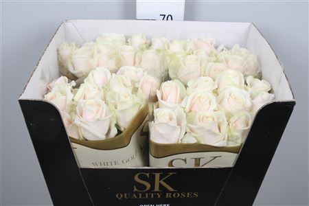 <h4>R Gr Lovely Avalanc+</h4>