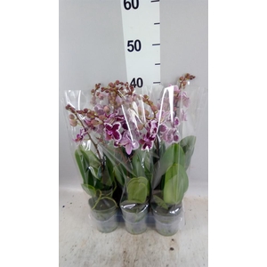 Phalaenopsis multi.   ...