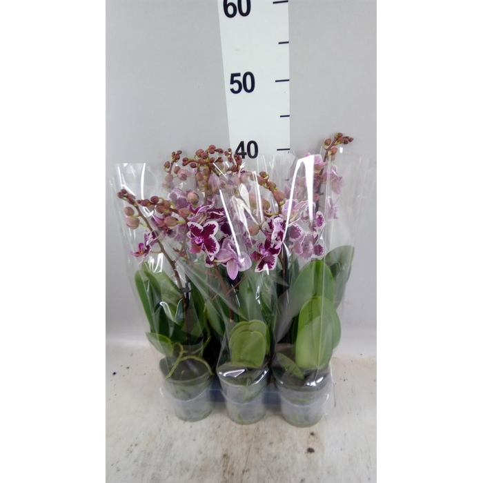 <h4>Phalaenopsis multi.   ...</h4>