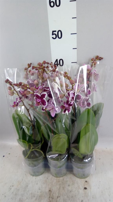 Phalaenopsis multi.   ...