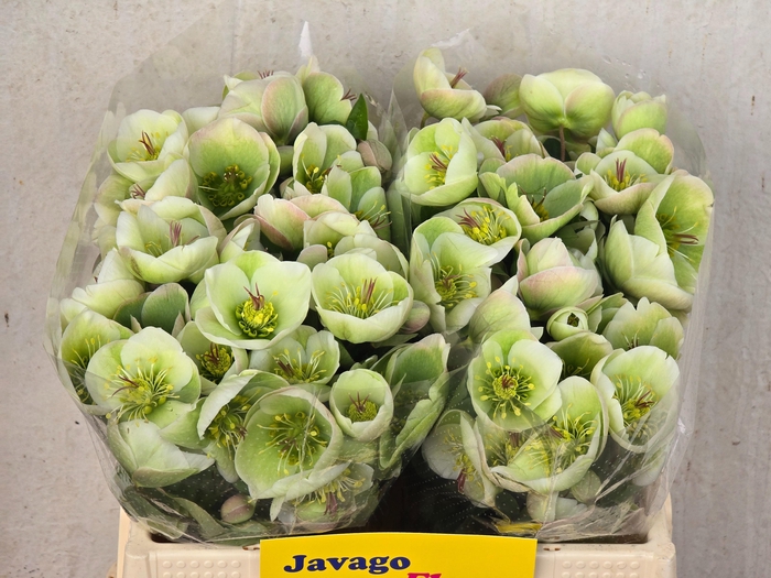 <h4>HELL FRK MOONDANCE</h4>