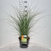 Miscanthus sinensis Morning Light