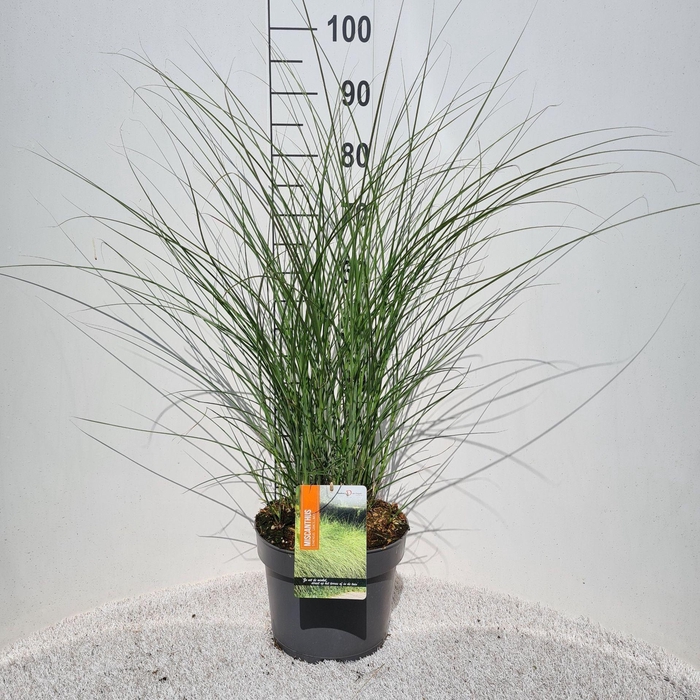 Miscanthus sinensis Morning Light