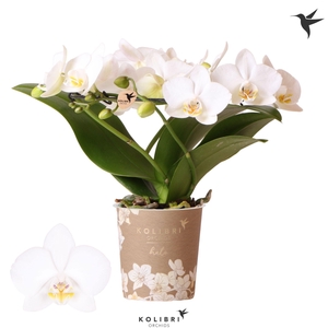 Kolibri Orchids Phalaenopsis Halo white