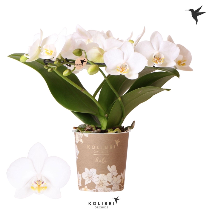 <h4>Kolibri Orchids Phalaenopsis Halo white</h4>