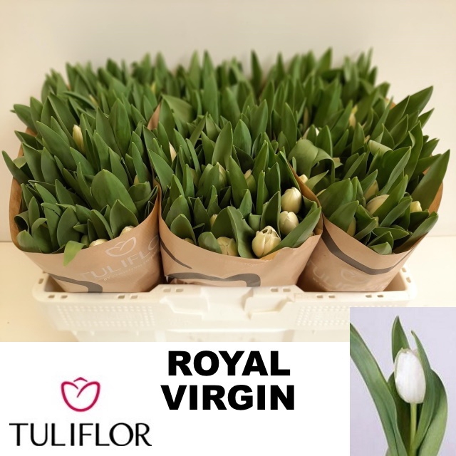 <h4>TU EN ROYAL VIRGIN</h4>