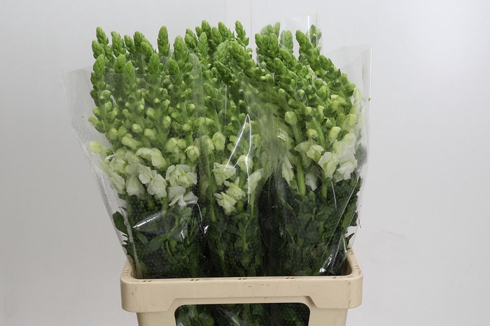 <h4>ANTIR POTO WHITE</h4>