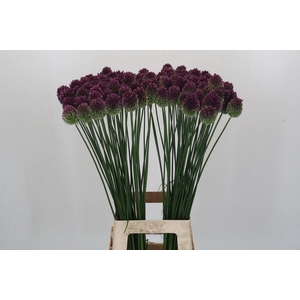 ALLIUM SPHAEROCEPHALON