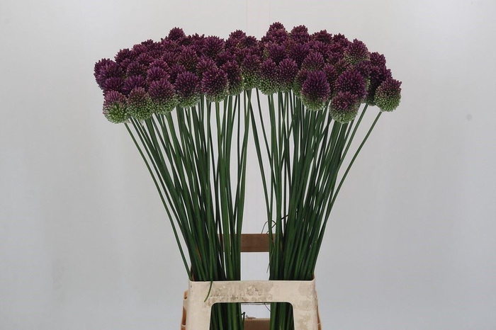 <h4>ALLIUM SPHAEROCEPHALON</h4>