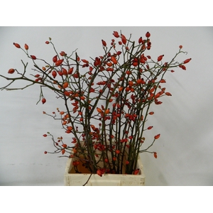 ROSA OV