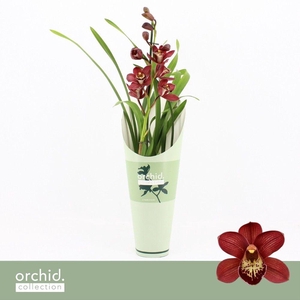 Cymbidium, Red Beauty Roy 1-spike 'Orchid Collection' Potcover