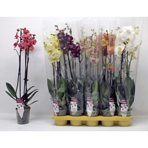 PHAL GEM