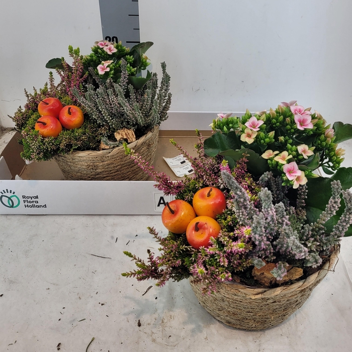 <h4>ARR KAMERPL</h4>