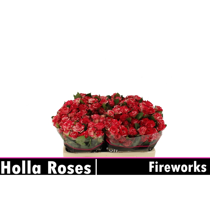 <h4>Fireworks</h4>