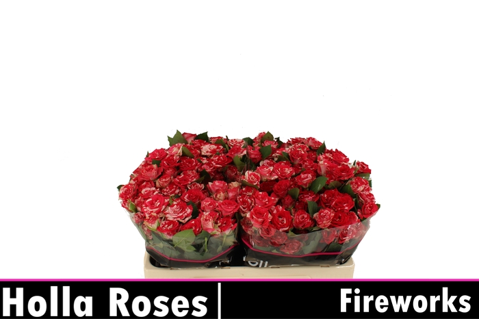 <h4>ROSA FIREWORKS (T)</h4>