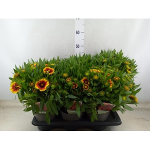 Gaillardia aristata