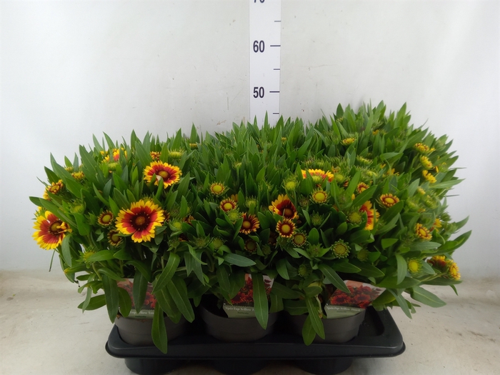 <h4>Gaillardia aristata</h4>
