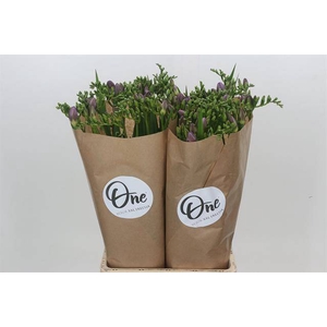 FREESIA ONE XXL BLUE