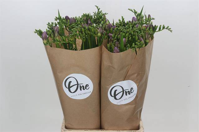 FREESIA ONE XXL BLUE