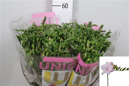 <h4>Fr Du Honeymoon</h4>