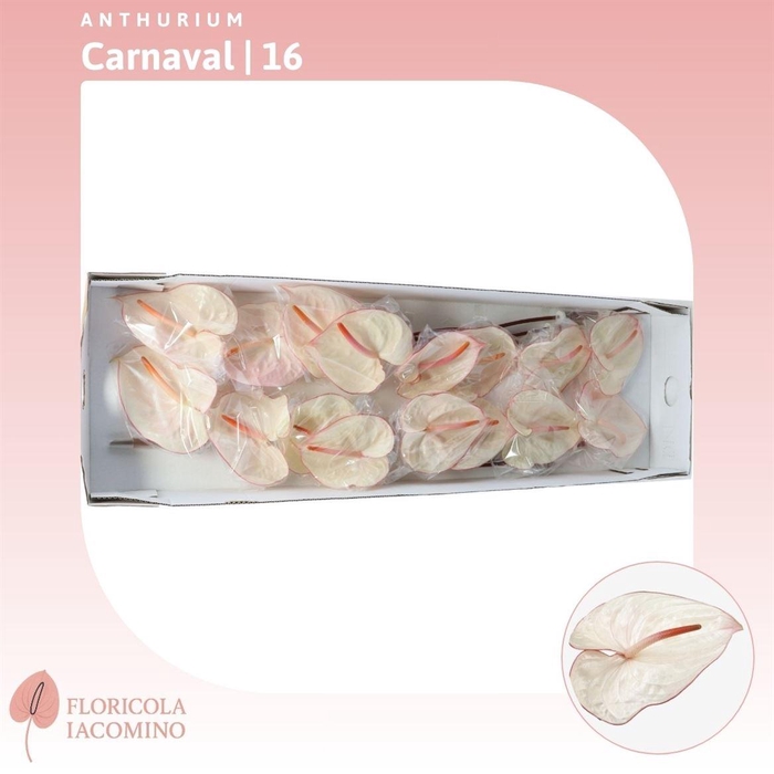<h4>Anthurium Carnaval</h4>