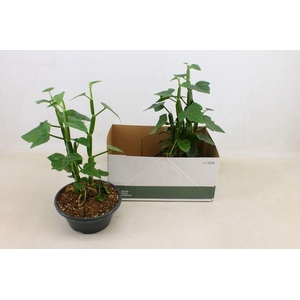 CISSUS OV
