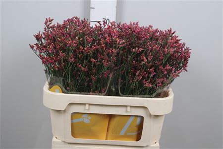 Lim Sin Scarlet Diamond