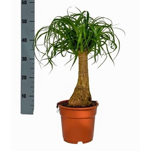 Nolina recurvata (Beaucarnea)