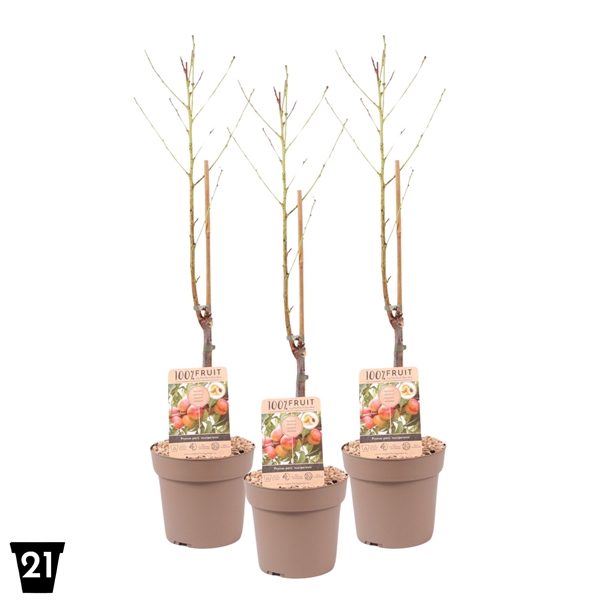 <h4>Prunus nuc. Patiobomen ‘Nectarine’ 100% fruit, P21</h4>