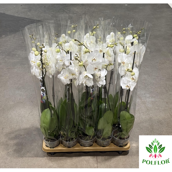 <h4>Phalaenopsis Biały 12Ø 65cm 2 Pędy</h4>