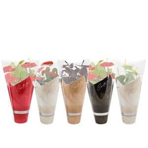 Anthurium 14 cm 4 color mix in Couture winter sleeve