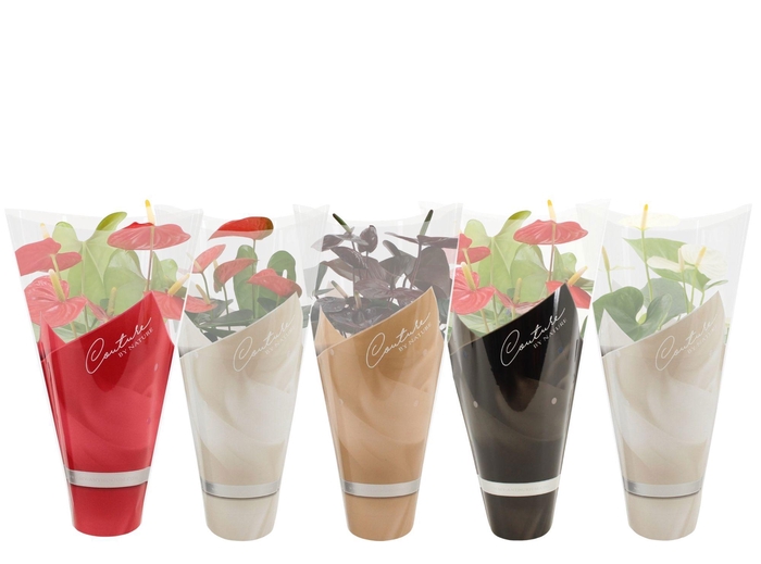 <h4>Anthurium 14 cm 4 color mix in Couture winter sleeve</h4>