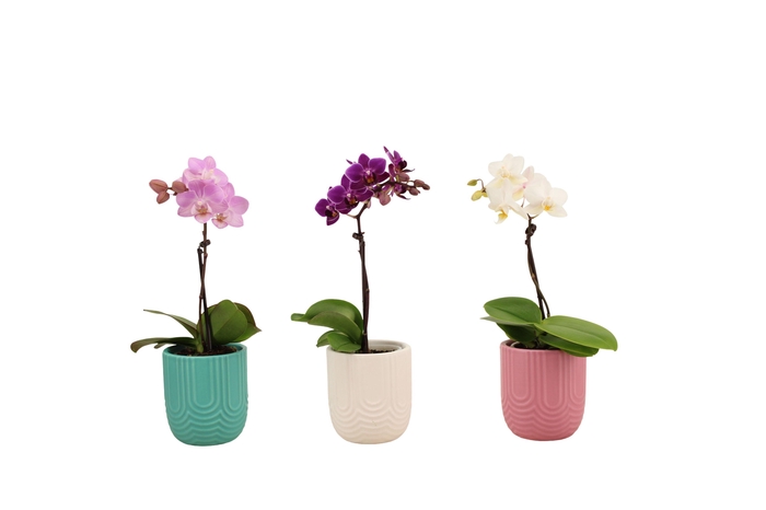 <h4>Mila Mix Tiny Dolls Mix 1T7+ Aqu@</h4>