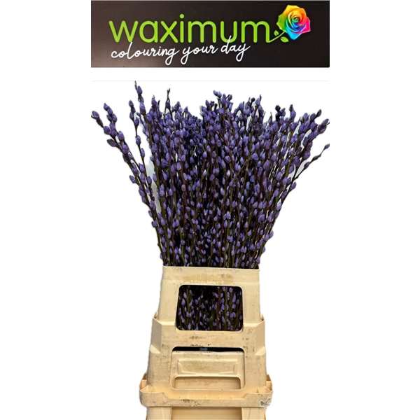 <h4>Salix Wilgenkatjes Milka</h4>