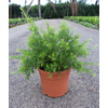 Grevillea robusta