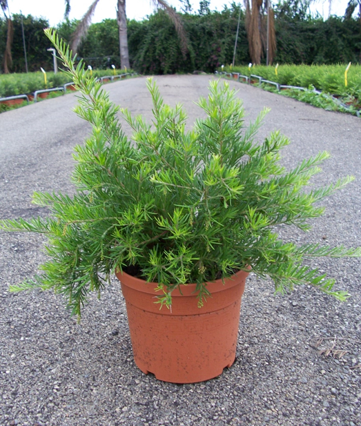 Grevillea robusta