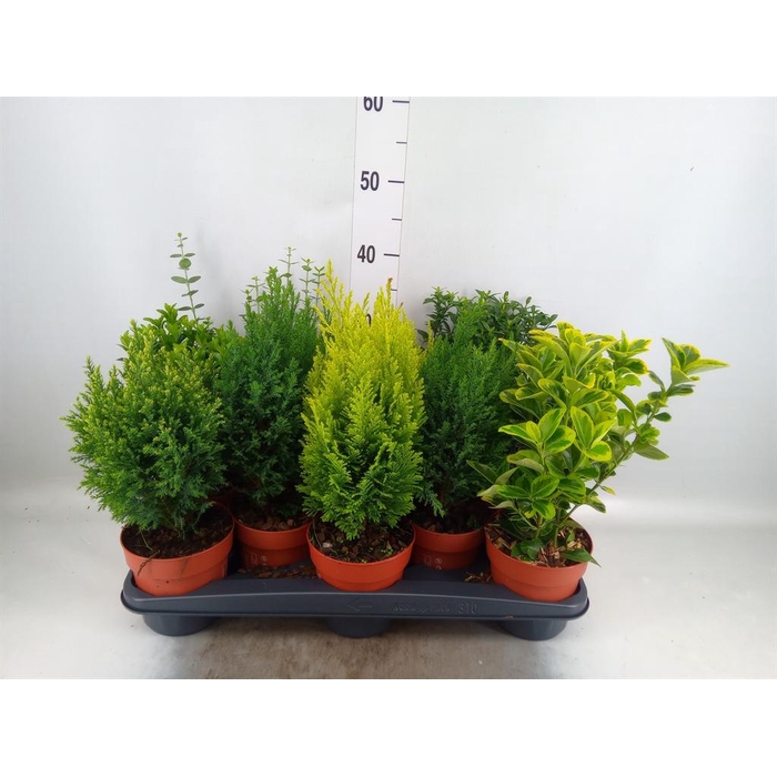 <h4>Conifers and Shrubs   ...mix</h4>