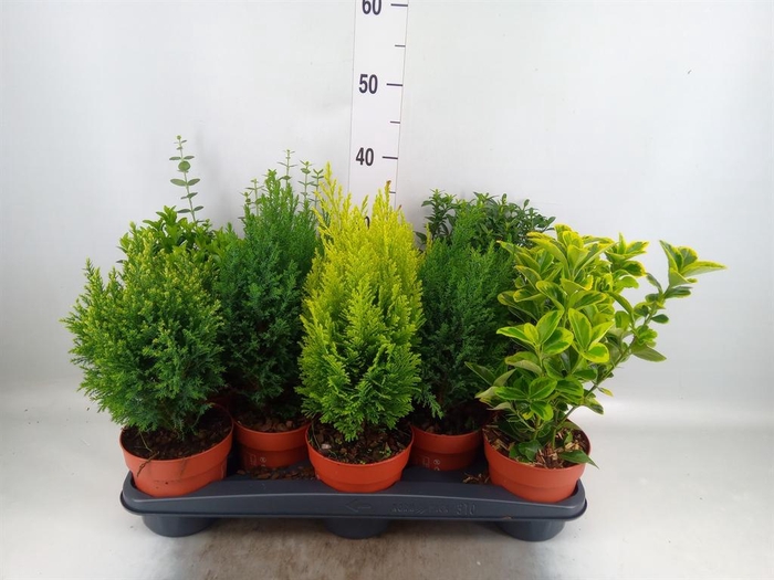 Conifers and Shrubs   ...mix