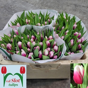 TU EN KAMALIYA kleur Lustige Witwe